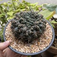 ราคา Gymnocalycium baldianum ยิมโนคาไลเซียม บัลเดียนัม (8711435604)