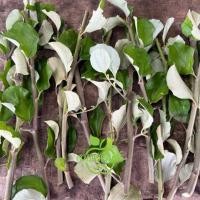 ราคา กิ่งสดแดงอินเดีย สำหรับเสียบยอด 20 กิ่ง/ชุด (40662271946)