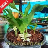 ราคา ว่านจูงนาง​ ​(ชุดละ5หัว)​เมตตา​มหา​นิยม​ ค้าขายร่ำรวย (9554095799)