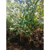 ราคา ต้นไทรเกาหลี ไม้ประดับรั้ว (14648292232)