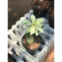 ราคา ชวนชมด่าง ไม้ด่าง ไม้ประดับ (6387684100)