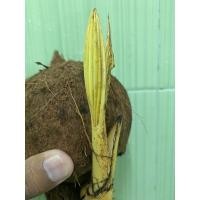 ราคา หน่อมะพร้าวบอนไซสีทอง (10721578173)
