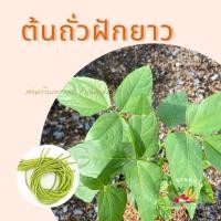 ราคา ต้นถั่วฟักยาวไร้คางพันธุ์ดก 1-5ต้นถุงดำปลูกใส่กระถางได้ ใช้พื้นที่น้อย ทนโรค ผักวนครัว (29323214419)