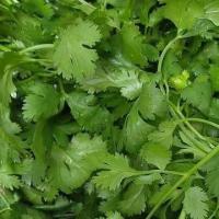ราคา 1100 เมล็ด ผักชี ผักชีลา ผักหอมป้อม ผักหอมน้อย ผักหอม Cilantro Coriander Seeds สายพันธุ์ ประกายเพชร (40973810483)