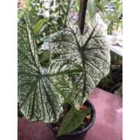 ราคา ต้นบอน "บอนอิเหนา" (8487738242)