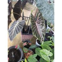 ราคา บอนดำสตูลตัดใบส่ง (9774404215)