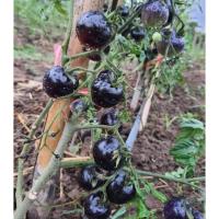 ราคา ต้นพันธุ์ มะเขือเทศดำ มะเขือเทศเชอรี่สีดำ ถุงดำพร้อมปลูก 29บาท black tomato มะเขือเทศม่วง มะเขือเทศสีดำ (28129940794)