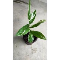 ราคา ต้นสาคูด่าง ไม้มงคล ว่านนกยูงหรือคล้าสาคูด่าง ส่งพร้อมกระถาง 5 นิ้ว (13513537466)