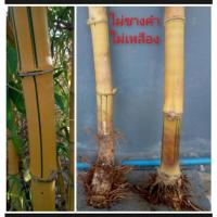 ราคา ต้นพันธุ์ไผ่เหลือง เหง้าไผ่เหลือง ไผ่ซางคำ เหง้าขุดสดตามรูปตัวอย่าง จัดส่งห่อตุ้มราก (23916494210)