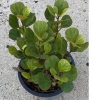 ราคา ต้นสาริกาลิ้นทอง/ไม้มงคล (กระถาง10 นิ้ว) (13411785612)