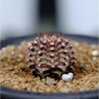 ราคา แคคตัส ยิมโน ลูก T-Rex ไม้เพาะเมล็ด หน้ายับๆ ย่นๆ สีออกน้ำตาลวินเทจ ทรงสวยมีเอกลักษณ์ 9 พู น่ารักมาก กำลังมีฟุคุริว (5395380470)