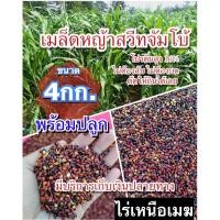 ราคา ✅ สวีทจัมโบ้ เมล็ดหญ้าสวีทจัมโบ้ 4 กิโลกรัม #พร้อมปลูก(รับประกันการงอก) หญ้าเลี้ยงสัตว์ พันธ์ุหญ้า หญ้าเลี้ยงวัว (29051931973)