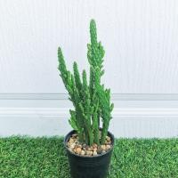 ราคา กระบองเพชรสามร้อยยอด (opuntia monacantha)​ แคคตัสสามร้อยยอด สามร้อยยอด (7994942912)