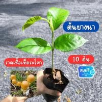 ราคา [ส่งฟรี เก็บส่วนลดหน้าร้าน] ต้นกล้ายางนาราดเชื้อเห็ดระโงก 10 ต้น ต้นยางนา พร้อมปลูก ขนาด 30-40 ซม. (26287127889)