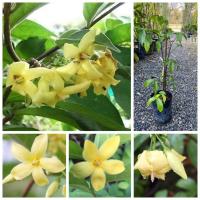 ราคา ต้นโมกเหลืองหอม ต้นโมกเหลือง โมกเหลือง Yellow Wrightia Wrightia lecomtei ตอนกิ่ง (26189560835)