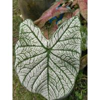 ราคา บอนสีอิเหนา #บอนสีขายดี#ขายเป็นต้น (12332418292)