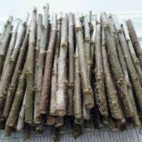 ราคา กิ่งพันธุ์มัลเบอรี่กิ่งสวยติดง่าย 1 มัด 20- 25 กิ่ง (6837123708)