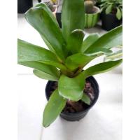 ราคา สับปะรดสี นีโอ fireball เขียว (2453681857)