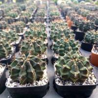 ราคา แคคตัสกระบองเพชร ยิมโนมิฮาโน (11757099074)