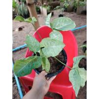 ราคา ต้นออมเงิน หรือ ออมทอง ไม้มงคล ปลูกไว้กับบ้านเงินทองไม่รั่วไหลต้นละ 59 บาท (11842125999)