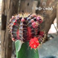 ราคา กระบองเพชรยิมโนด่าง แดงดำ 6 ซม. ไม้กราฟ (7536960677)