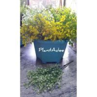 ราคา ☘ช่อดอกแซม ไม้แซม(ดอกไม้ปลอม) (9219003743)