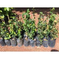 ราคา ต้นตีนตุ๊กแก ขนาด 30-40 ซม. (6904235383)