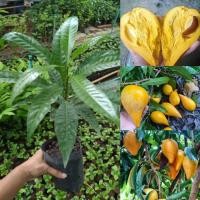 ราคา ต้นเซียนท้อหรือต้นหมากมอนไข่(ชุด3ต้น100บาท)ลูกขนาดใหญ่ (28160369512)