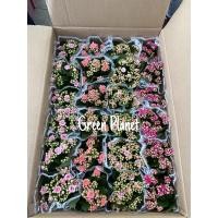 ราคา กุหลาบหินดอกซ้อน / กุหลาบหิน (Kalanchoe) 3 นิ้ว  คละสี (11457751892)