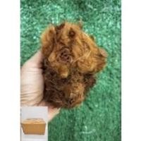 ราคา ว่านลูกไก่ทองมี3ขนาดให้เลือก ขนสีทองสร้างโชคลาภแก่ผู้ปลูก หัวว่านลูกไก่ทอง (7662640222)