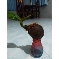 ราคา มะพร้าวบอนไซ ปอกเปลือกขัดผิวเรียบ สำหรับคนสนใจทำบอนไซ (9910315871)