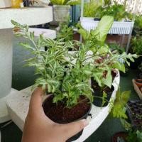 ราคา ต้นเฟิร์นเงิน เฟิร์นใบเงินกระถาง4นิ้ว (6735576493)