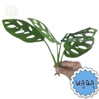 ราคา พลูฉลุ พลูใบฉลุ ต้นพลูฉลุ ต้นไม้ฟอกอากาศ จำนวน 1 กิ่ง ไม้เลื้อย พลูด่าง (6343072914)