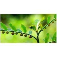 ราคา ลูกใต้ใบ ต้นใต้ใบ หรือ หญ้าใต้ใบ พร้อมปลูก ต้น 25 บาท (9448323687)