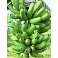 ราคา กล้วยหอมทองมาเล หน่อกล้วยหอมทองมาเล สายพันธุ์แท้ (23275988401)