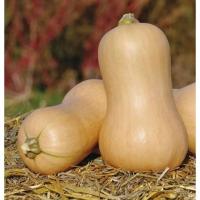 ราคา เมล็ดพันธุ์ฟักทอง บัตเตอร์นัท - Waltham Butternut Squash (5759840039)