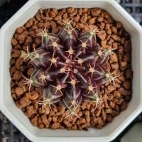 ราคา ไม้เมล็ดยิมโนเขียวม่วง เชื้อด่าง สวยๆ อวบอ้วน แข็งแรง (8387341772)