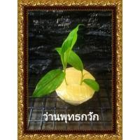 ราคา ว่านพุทธกวัก ว่านค้าขายดีโดยเฉพาะคนโบราณนับถือมาก (8900073307)