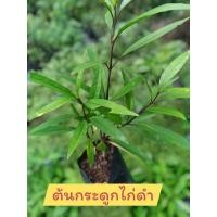 ราคา ต้นกระดูกไก่ดำชำถุงดำ (42810832293)