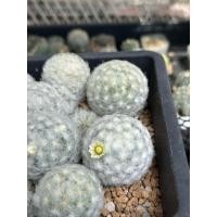 ราคา แมมขนนกขาว Mammillaria Plumosa (18568110380)