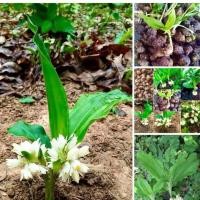 ราคา 3 หัว ว่านจูงนาง (Geodorum attenuatum) ว่านไม้มงคลดอกสวยเป็นกล้วยไม้ดิน (8951675187)