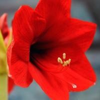 ราคา หัวว่าน สี่ทิศ พันธุ์ FERRARI 1หัว Amaryllis ว่านสี่ทิศฮอลล์แลนด์ พันธุ์หัวใหญ่ (7263173805)