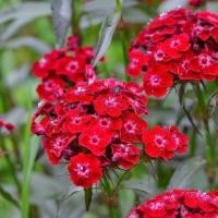 ราคา 100 เมล็ด ดอกผีเสื้อ เป็นตัวแทนบอกรัก I love you Dianthus Seeds สายพันธุ์ Scarlet Beauty (43322872417)