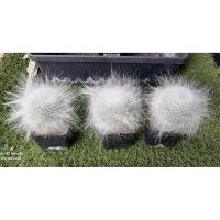 ราคา แมมมิลาเรีย ฮาเนียน่า superbar ไม้เมล็ด (41958954199)