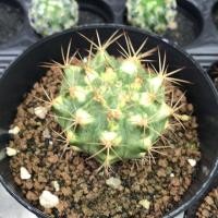 ราคา Gymnocalycium baldianum variegata ยิมโนด่าง เหลือง เขียว ขนาด 4 cm. กระบองเพชร แคคตัส (1861443172)