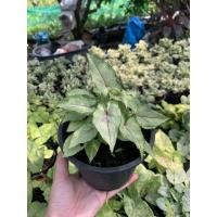 ราคา ต้นออมเงิน ออมทอง ออมนาค ออมมณี กระถาง6นิ้ว (14049311692)