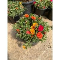 ราคา ต้นคุณนายตื่นสาย-คุณนายด่าง#กระถาง 5-6 นิ้ว (24512051734)