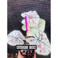 ราคา บอนสี ไทยนิยม กระถาง 4 นิ้ว (8287023358)