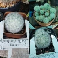 ราคา แมมขนนกขาว แคคตัส กระบองเพชร (4405100429)