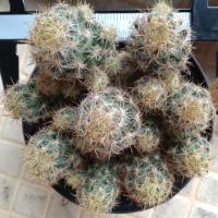ราคา แมมเม็ดพริก (Mammillaria prolifera) : ไม้มงคล แคคตัส กระบองเพชร Cactus (6942039650)
